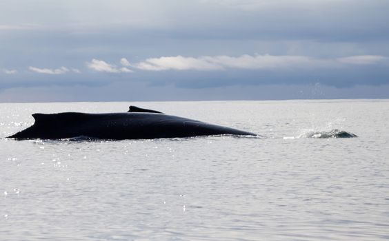 humpback whale (lat. Megaptera novaeangliae)