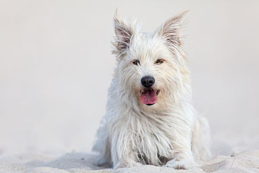 White dog on the beach