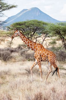 Reticulated Giraffe walking in the Savannah