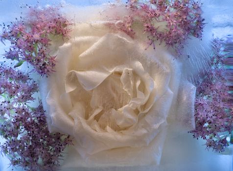 Frozen   pink   rose flower