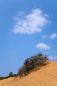  landscape with  dead tree in sand and cloudy skies 