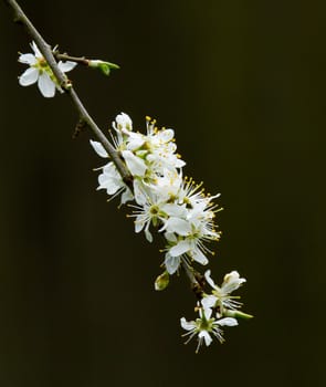 White Spring Blossom