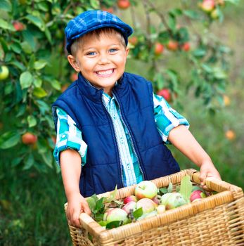 Cute boy in apple orchard