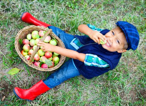 Harvesting apples. Cute little boy helping in the garden and eating apples out of the basket.