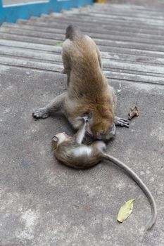 Cynomolgus Monkey at Batu Caves