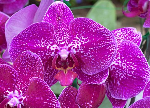 Abundant blooming of Phalaenopsis, Moth Orchid