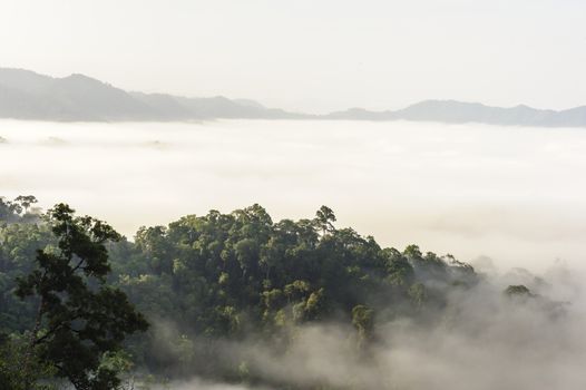 Beautiful mountain mist in rain-forest Thailand. 