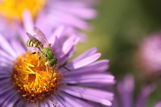 An insect and the purple flower