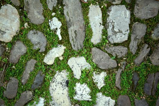 cobbles with moss on a pavement