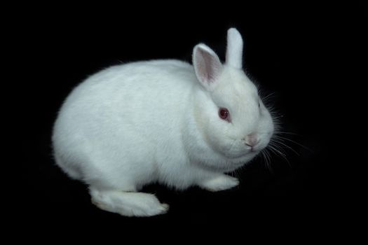 Vienna white rabbit