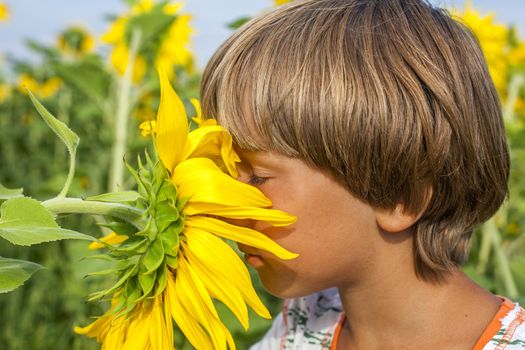boy sniffing sunflower