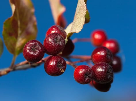 Raceme black  chokeberry on a background of blue sky