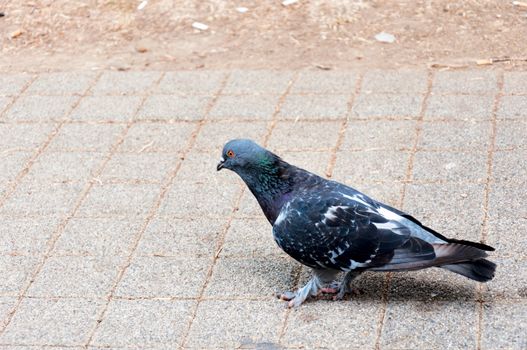 Single pigeon