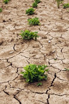 Drought plant