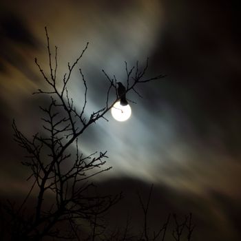 Raven and fullmoon