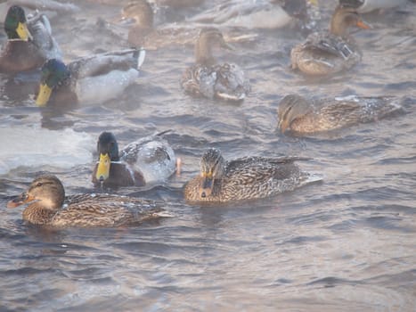 Wild ducks on the river in the bitter cold