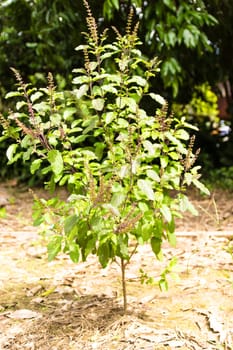 Ocimum sanctum tree