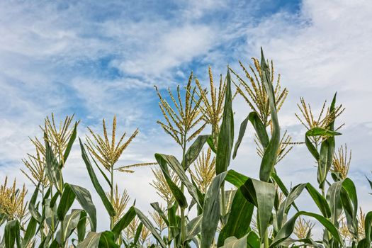 corn maize farm