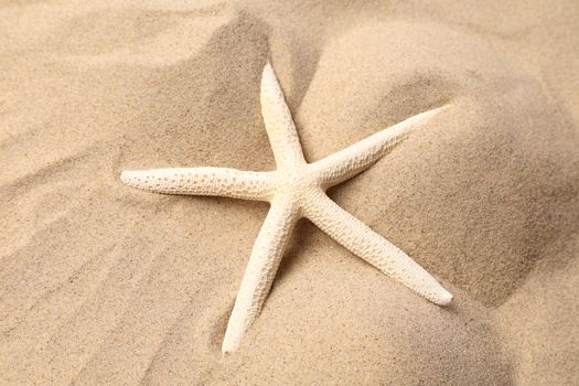 White starfish on a sand background.