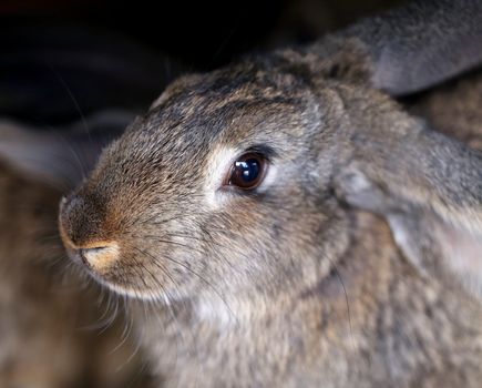 Head of brown rabbit. Close up.