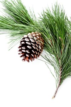 fir tree branch with pinecone 