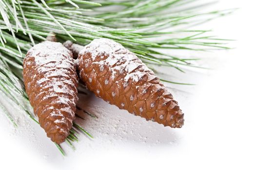 fir tree branch with pinecones 