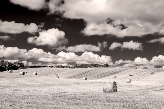 Monochrome curvy barley field with straw bales and cloudy sky