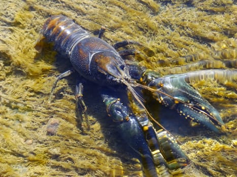 Crayfish in a small stream