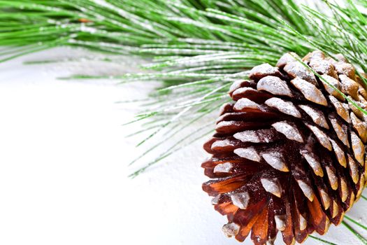 fir tree branch with pinecone
