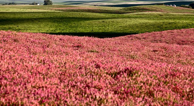 Pink flower alfalfa 