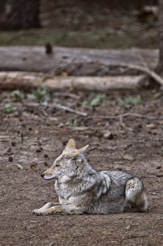Wild Timber wolf