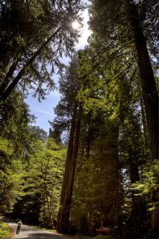 Giant Redwoods California
