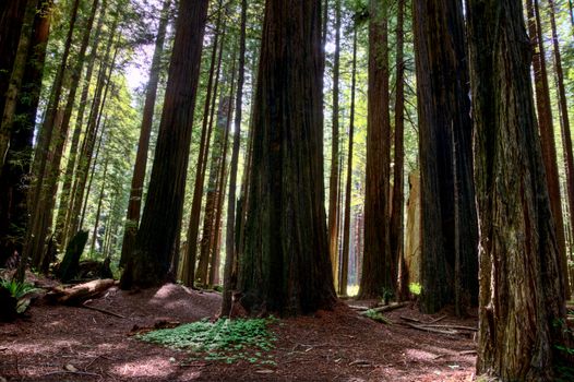 Giant Redwoods California
