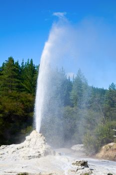 Lady Knox Geyser erupting at Wai-O-Tapu geothermal area in New Zealand