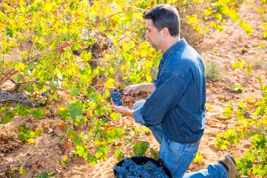 Mediterranean vineyard farmer harvest cabernet sauvignon