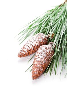 fir tree branch with pinecones 