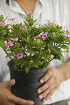 Man Holding Potted Plant mid section close up