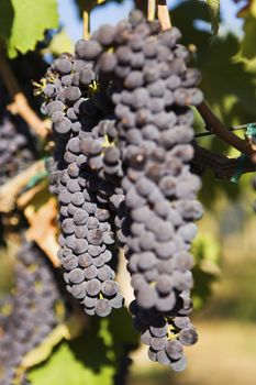 Close-up of bunch of grapes hanging on vineyard