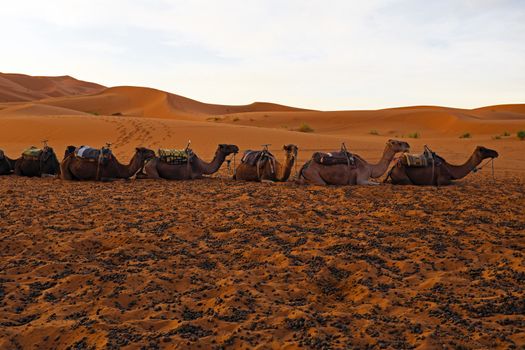 Camels in the Erg Chebbi desert in Morocco Africa