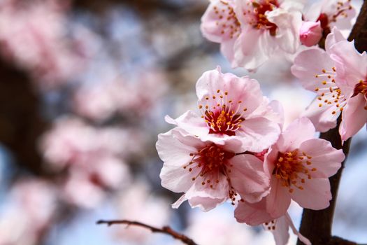 Branch sakura