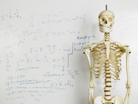 Skeleton in front of whiteboard with mathematics calculation