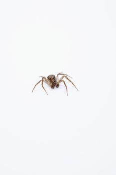Spider isolated over while background