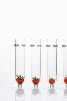 Tomatoes in test tubes