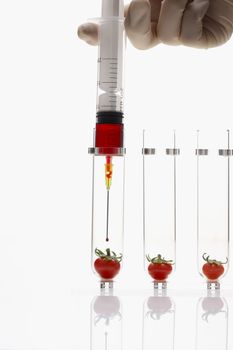Person injecting tomatoes in test tubes