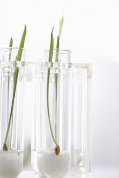 Seedlings growing in test tubes
