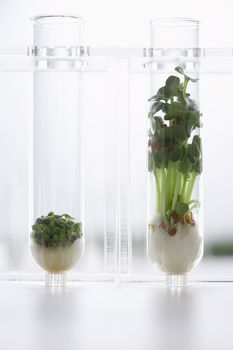 Seedlings growing in test tubes