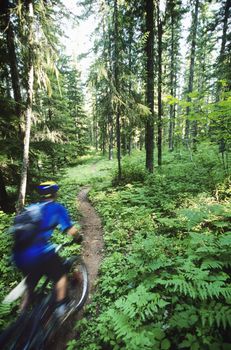 Biker riding on forest trail