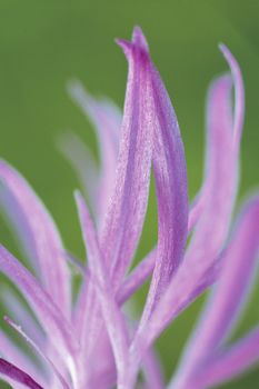 Closeup of light purple flower petals