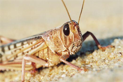 Desert Locust. close up