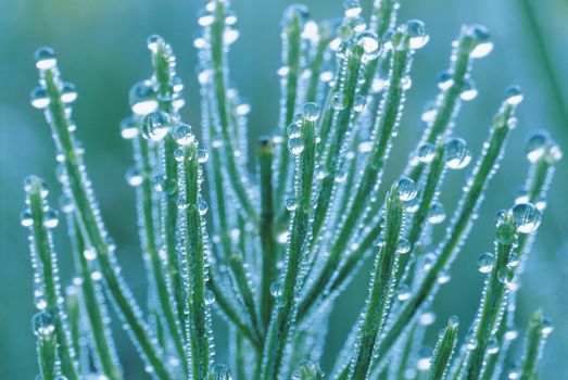 Dew on Field Horsetail